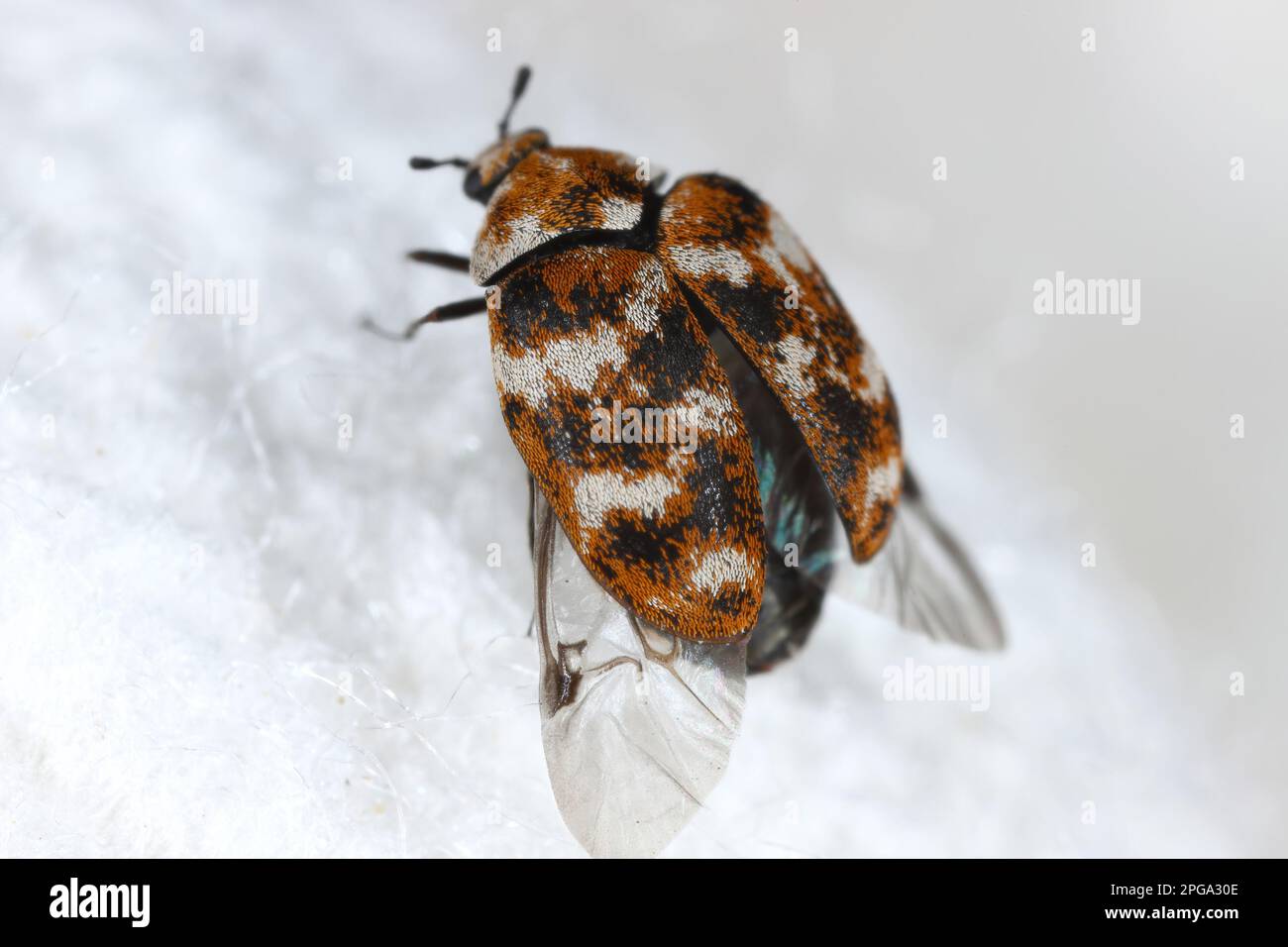 Varied carpet beetle, Anthrenus verbasci. Home and storage pest of