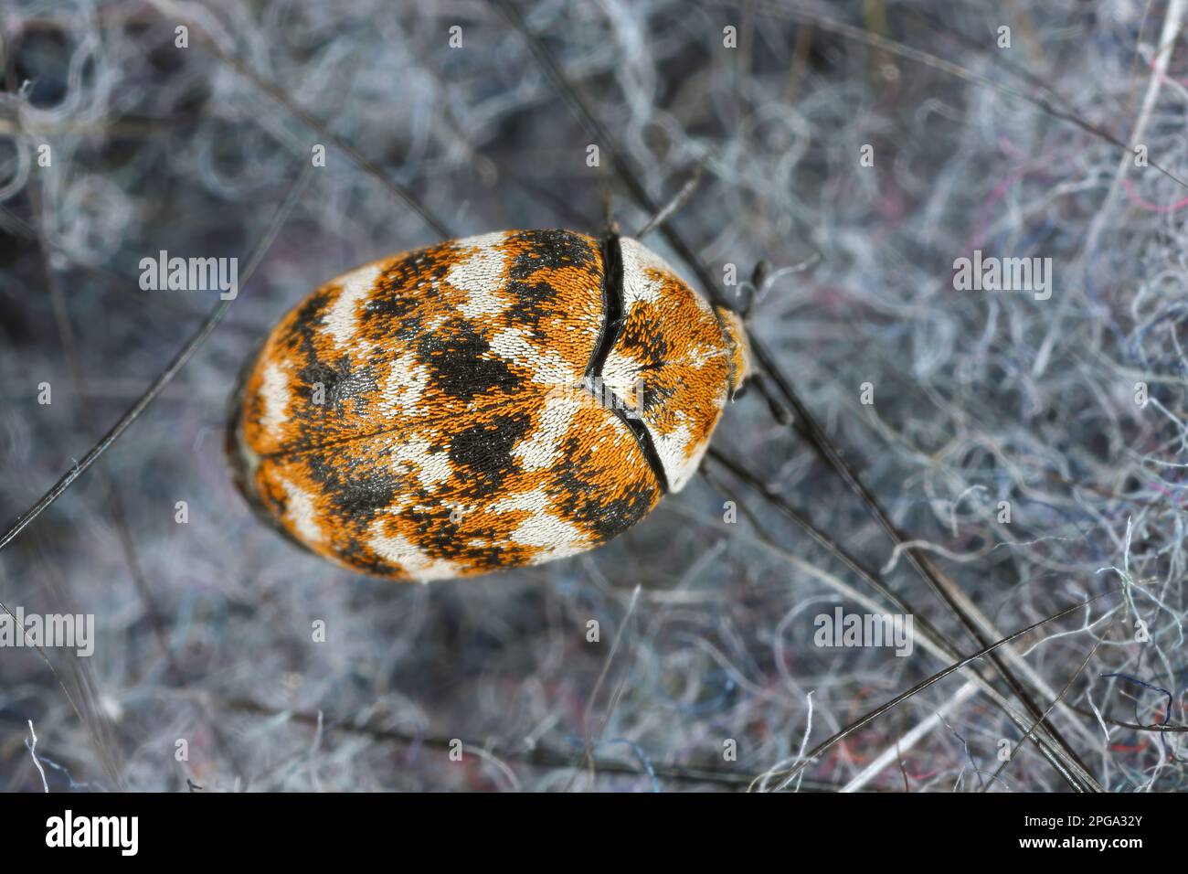 Carpet beetle damage hi-res stock photography and images - Alamy