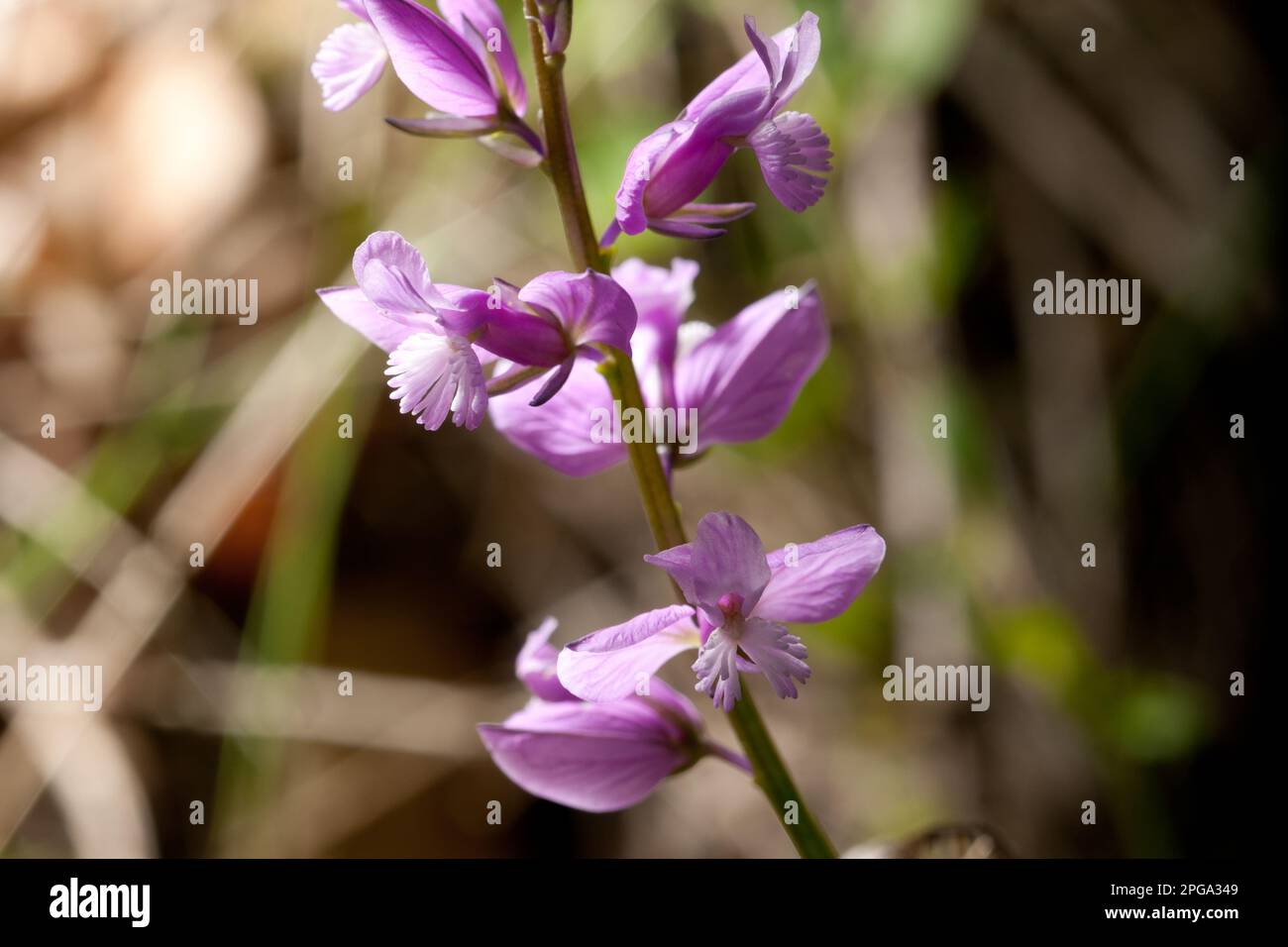 polygala nicaeensis, valle delle orchidee, monte cervati, parco