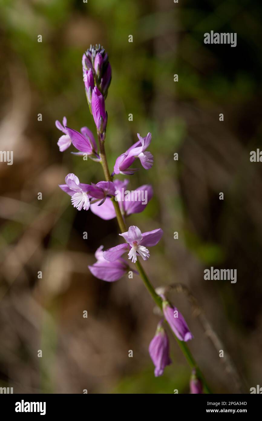 polygala nicaeensis, valle delle orchidee, monte cervati, parco