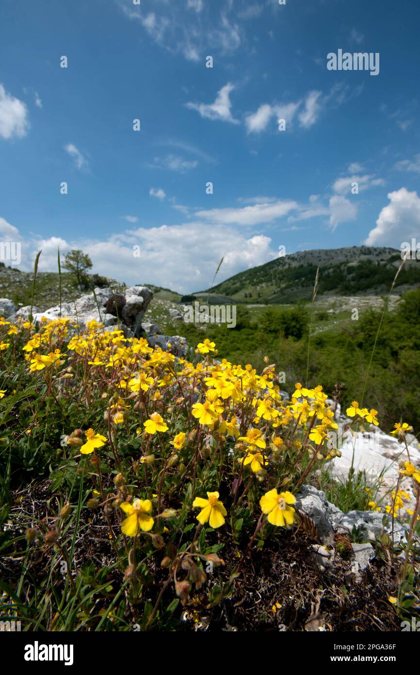 valle delle orchidee, monte cervati, parco nazionale del cilento e