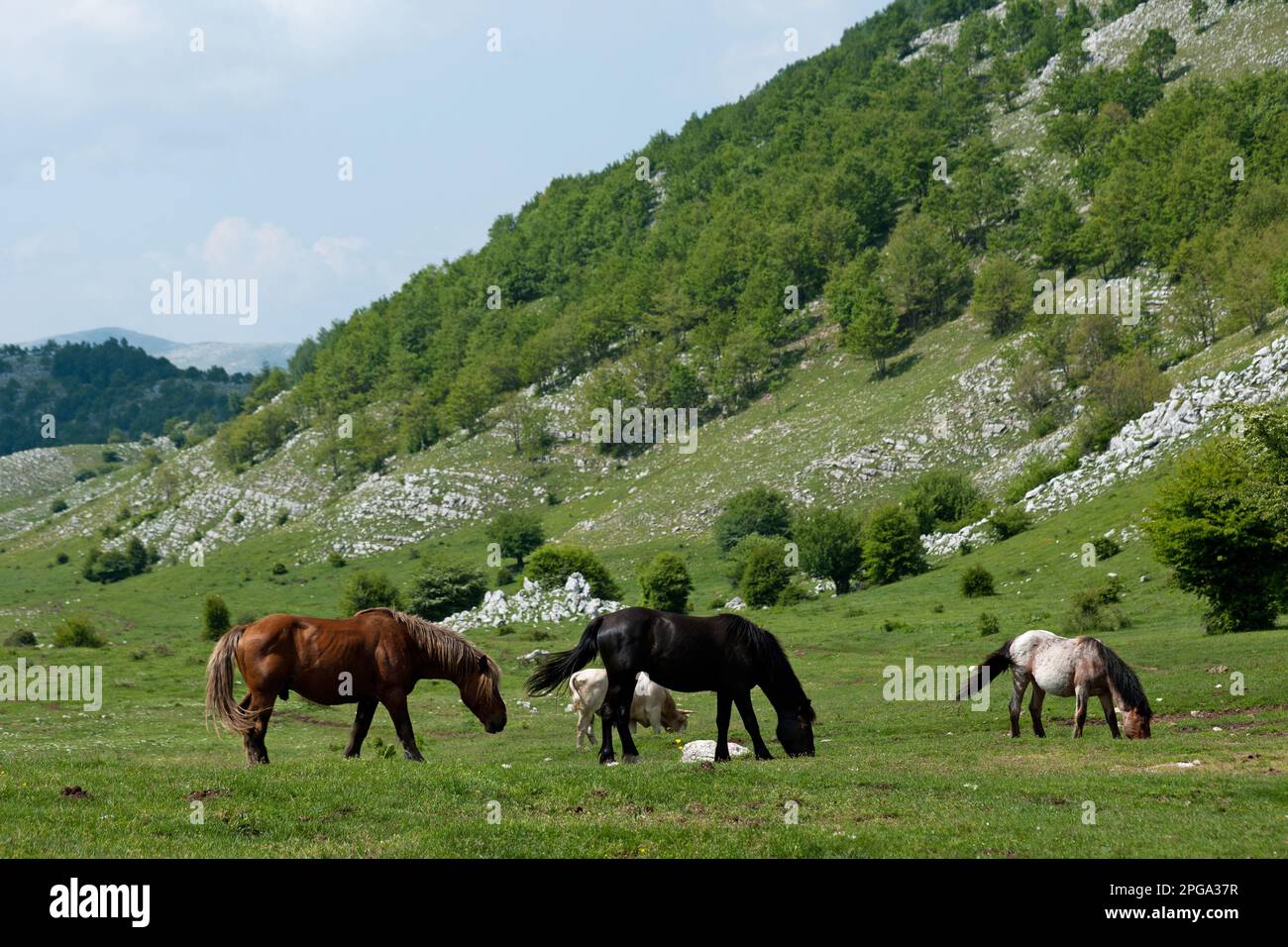 Pialla Per Cavalli A 3 Vie Weaver Equine, Modello 35-6995-BR. Perfetta Per Un Pascolo Sicuro E Per Controllare Il Comportamento Del Cavallo. Nuova, Marchio Weaver Leather. Accessorio Essenziale Per Chi Ama E Cura I Cavalli. - Foto 1