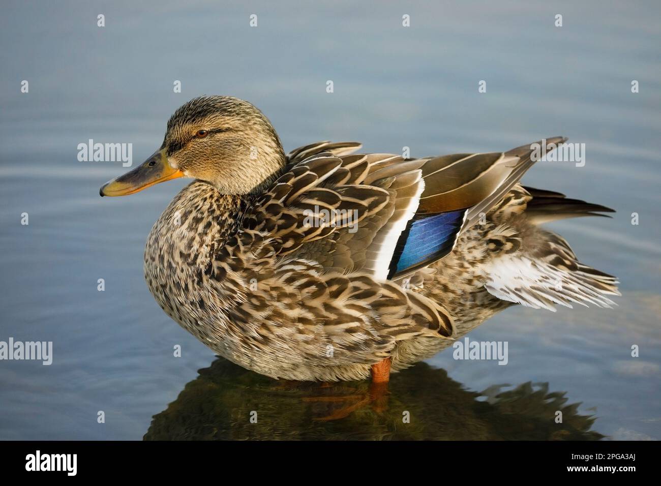 Mallard duck female portrait in a pond on Prince's Island Park, Calgary
