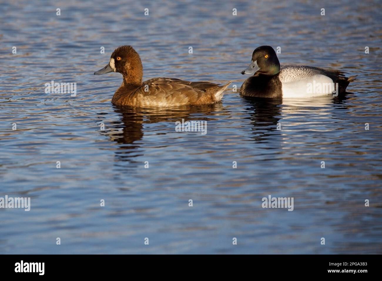 Pair of lesser scaup ducks swimming in a pond, Calgary, Alberta, Canada. (Aythya affinis) Stock Photo