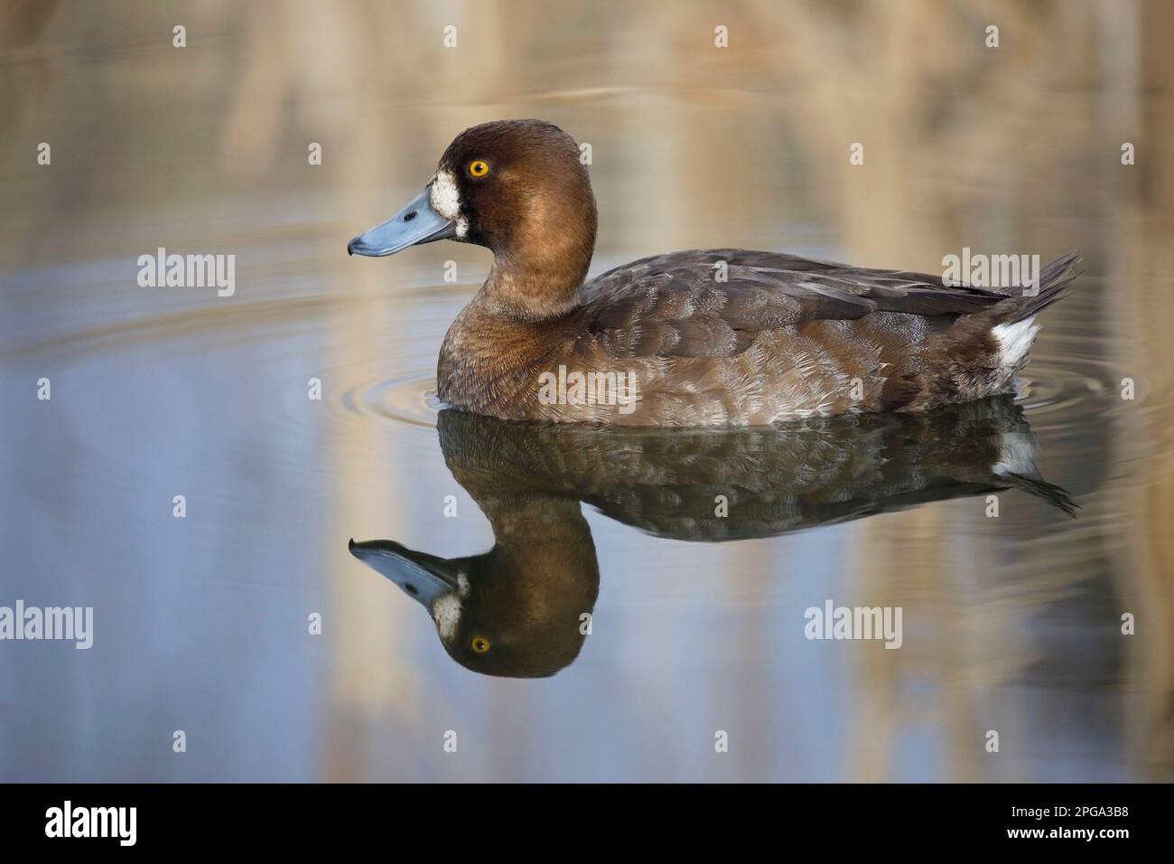 One female lesser scaup duck swimming in pond water, Calgary, Alberta, Canada. (Aythya affinis) Stock Photo