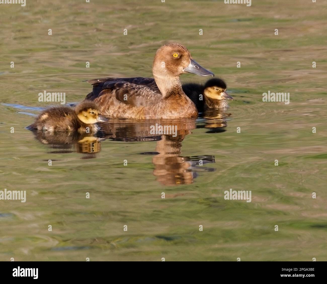 Lesser scaup mother duck with her ducklings in a pond, Calgary, Alberta, Canada. (Aythya affinis) Stock Photo