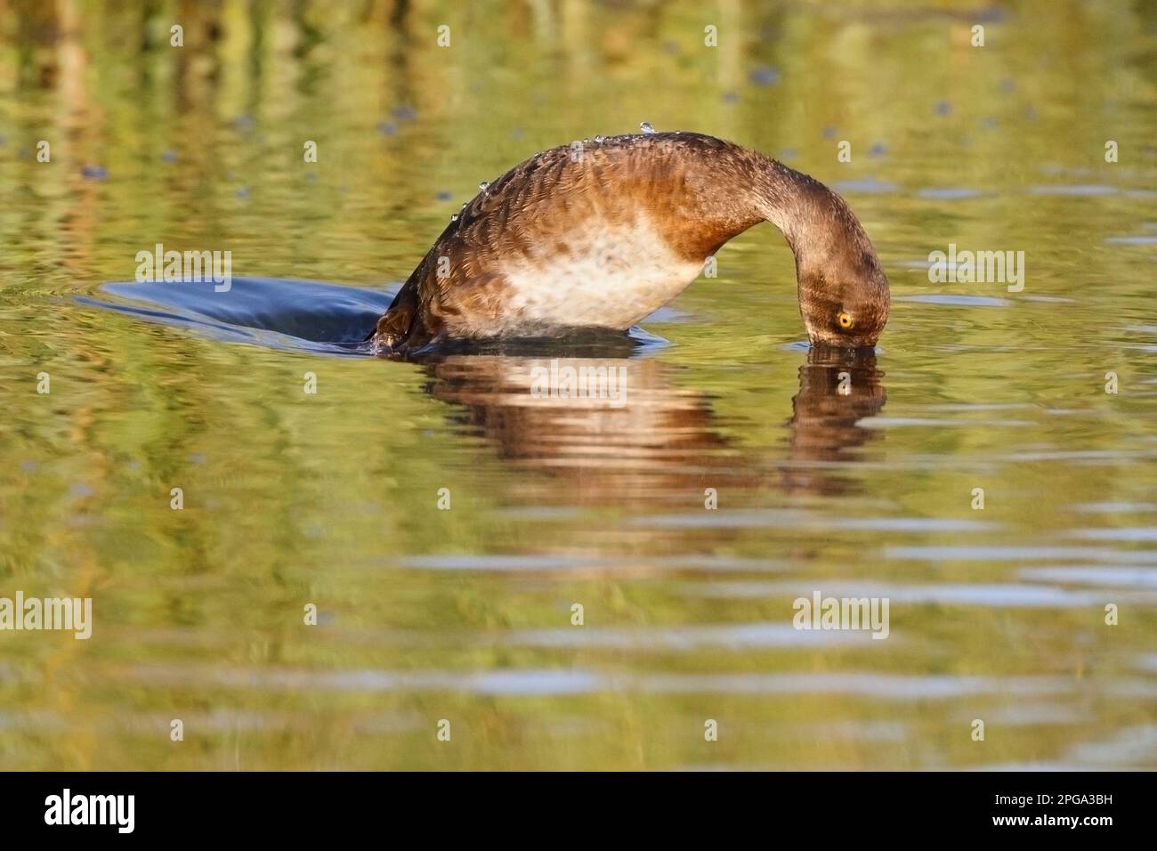 Lesser scaup female duck diving in a pond, Calgary, Alberta, Canada. (Aythya affinis) Stock Photo