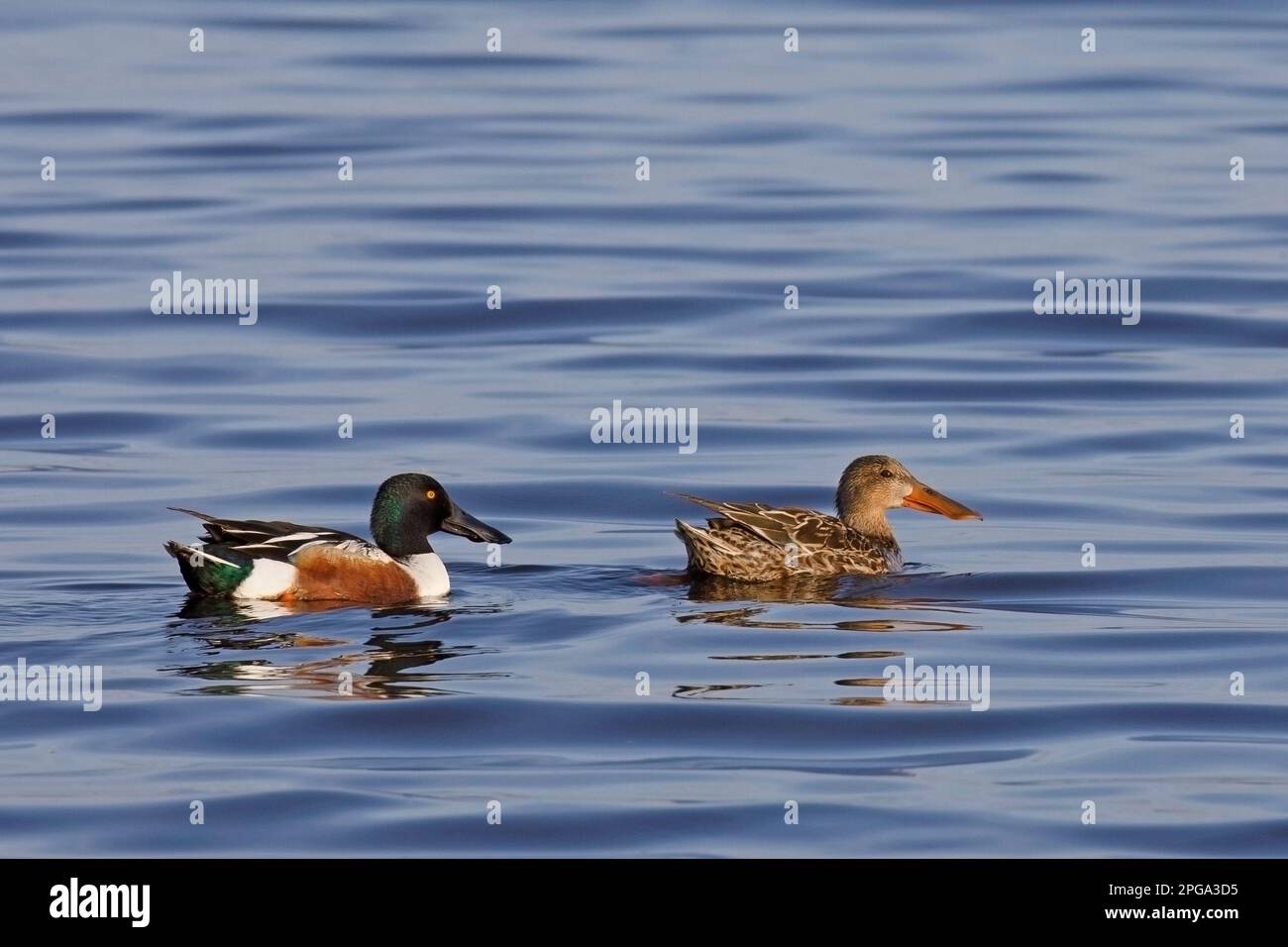 Northern Shoveler duck pair swimming in blue water at Frank Lake Conservation Area, Alberta, Canada. Anas clypeata Stock Photo