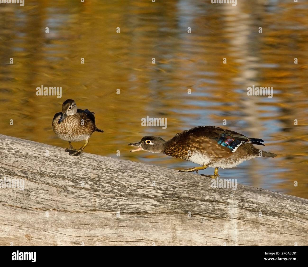 Wood duck hen hissing and chasing another female duck off their perch on a fallen tree in Inglewood Bird Sanctuary, Calgary, Canada. Aix sponsa Stock Photo