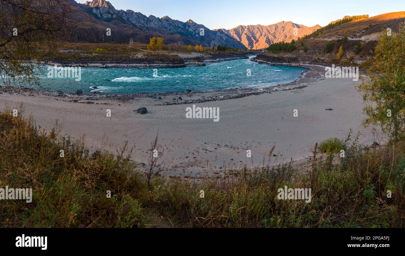Panorama of yellow bushes and green trees near the sandy beach near the fast mountain river Katun in the shade with rapids and waves in the gorge of r Stock Photo