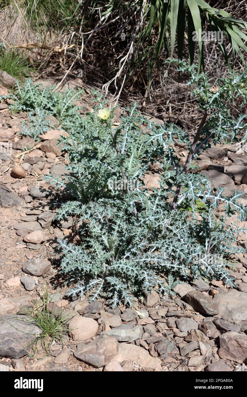 Bleicher Stachelmohn (Argemone ochroleuca) Neophyt auf den Kanaren