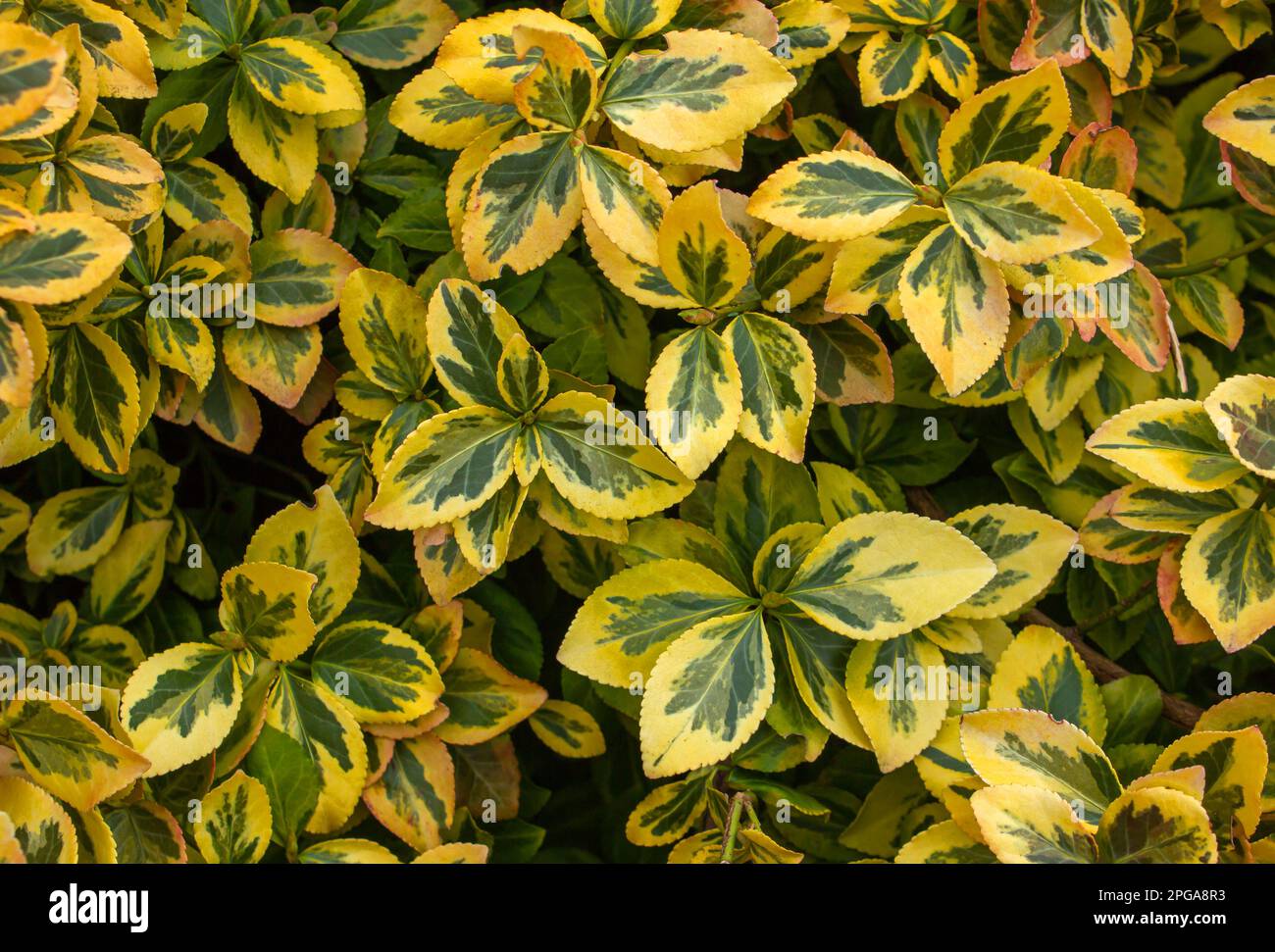 Euonymus fortunei emeralnd n gold cultivar leaves, yellow and green leaf, ornamental branches, foliage background. Fortunes spindle evergreen shrub cl Stock Photo