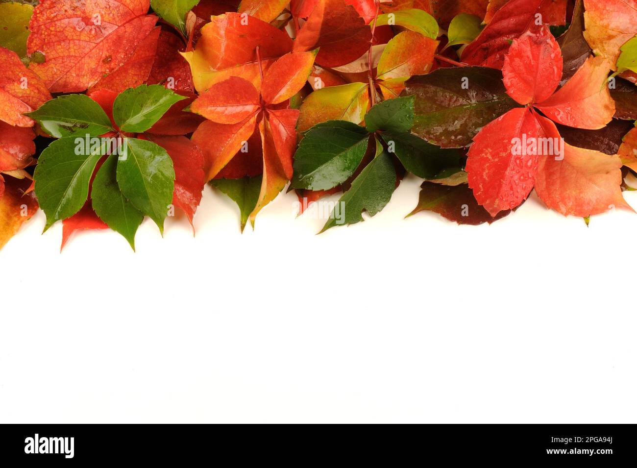 colorful autumn leaves on a white background have space for text area ...