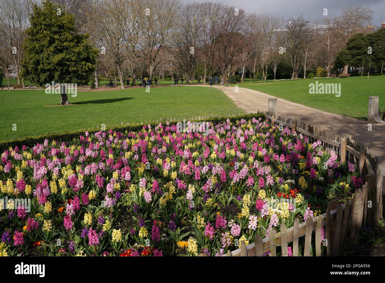 Hyacinths blooming in early spring in Merrion Square Park in Dublin Stock Photo