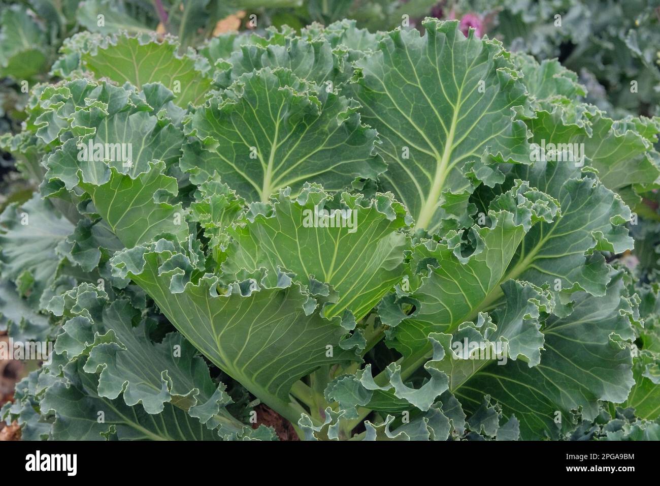 Kale salad growing in the rustic garden. Kale leaf in farming and harvesting. Growing vegetables at home. Closeup. Stock Photo