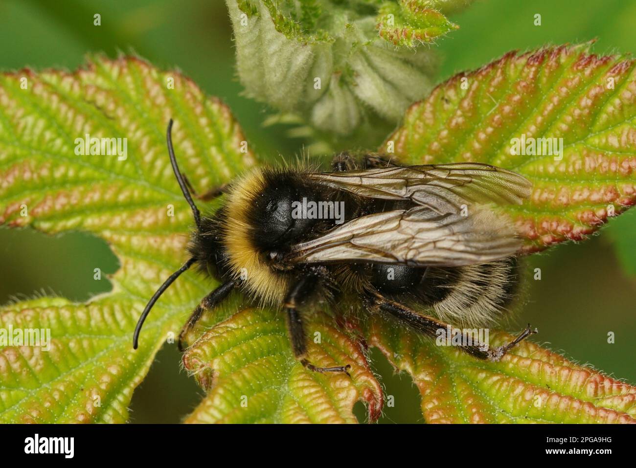 Psithyrus sylvestris hi-res stock photography and images - Alamy