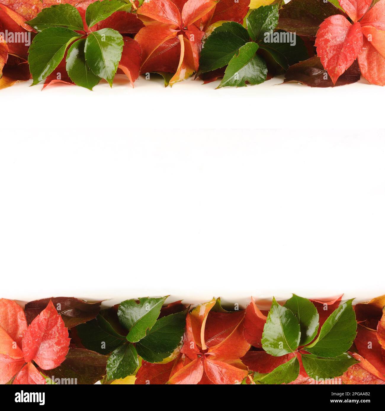 colorful autumn leaves on a white background have space for text area ...