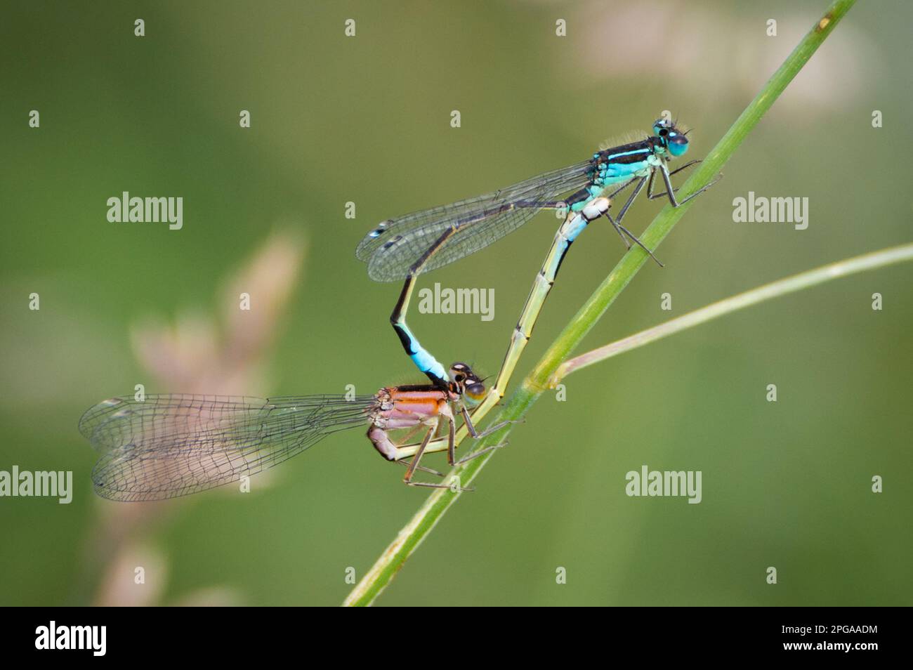 Damselflies mating on a grass stalk Stock Photo - Alamy