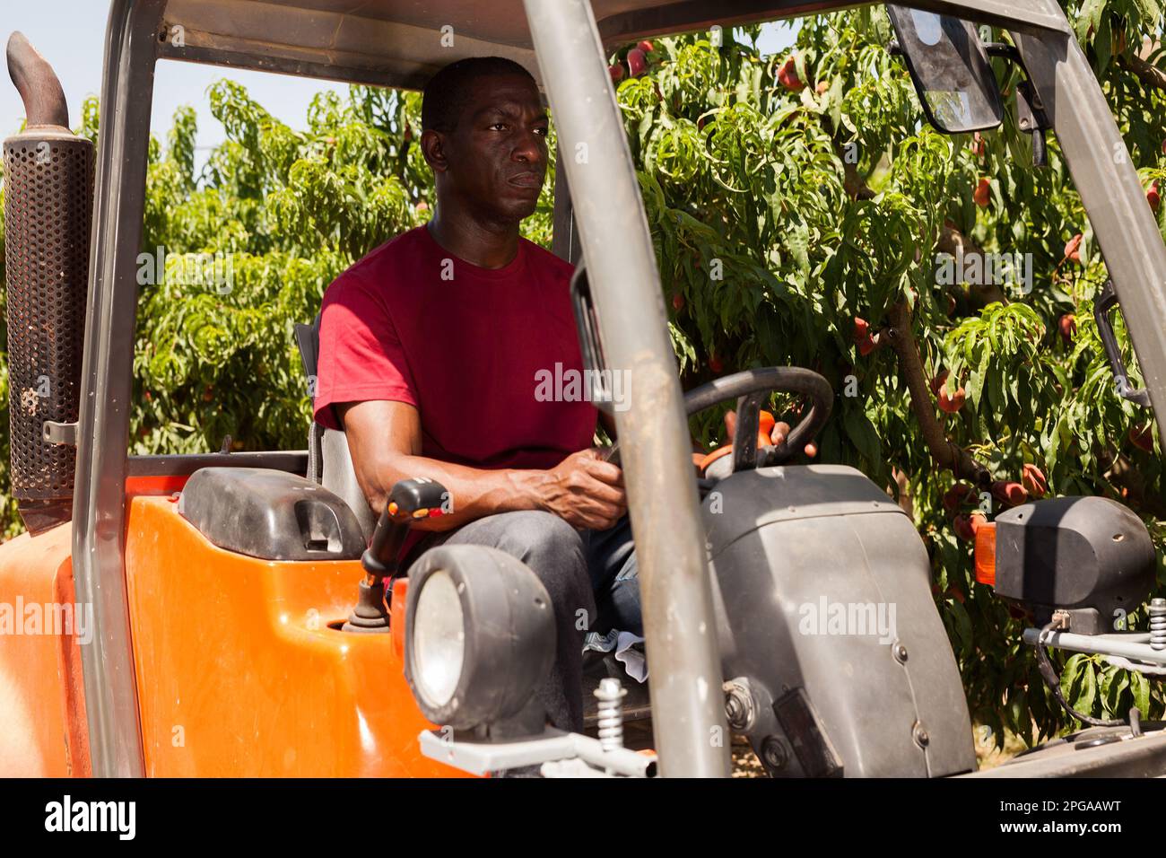 Driver working with forklift on fruit farm Stock Photo