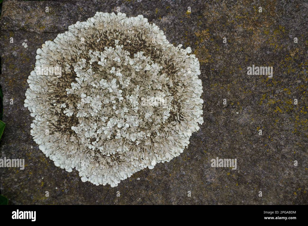 huge round lichen grown on a stone on the floor of a house Stock Photo
