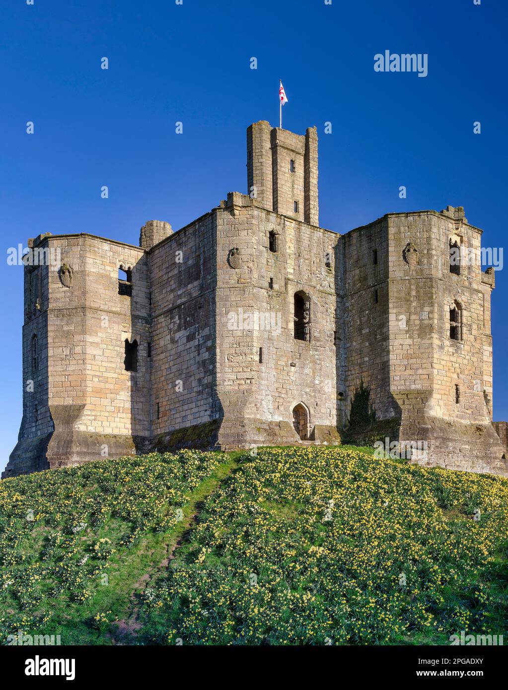 Warkworth Castle in Springtime with daffodils, Northumberland, England ...