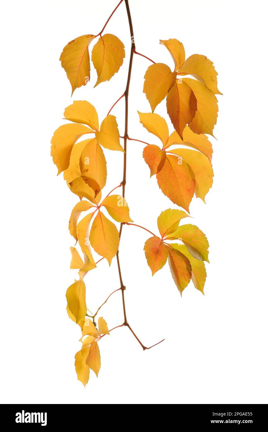 autumn leaves isolated on white background Stock Photo - Alamy