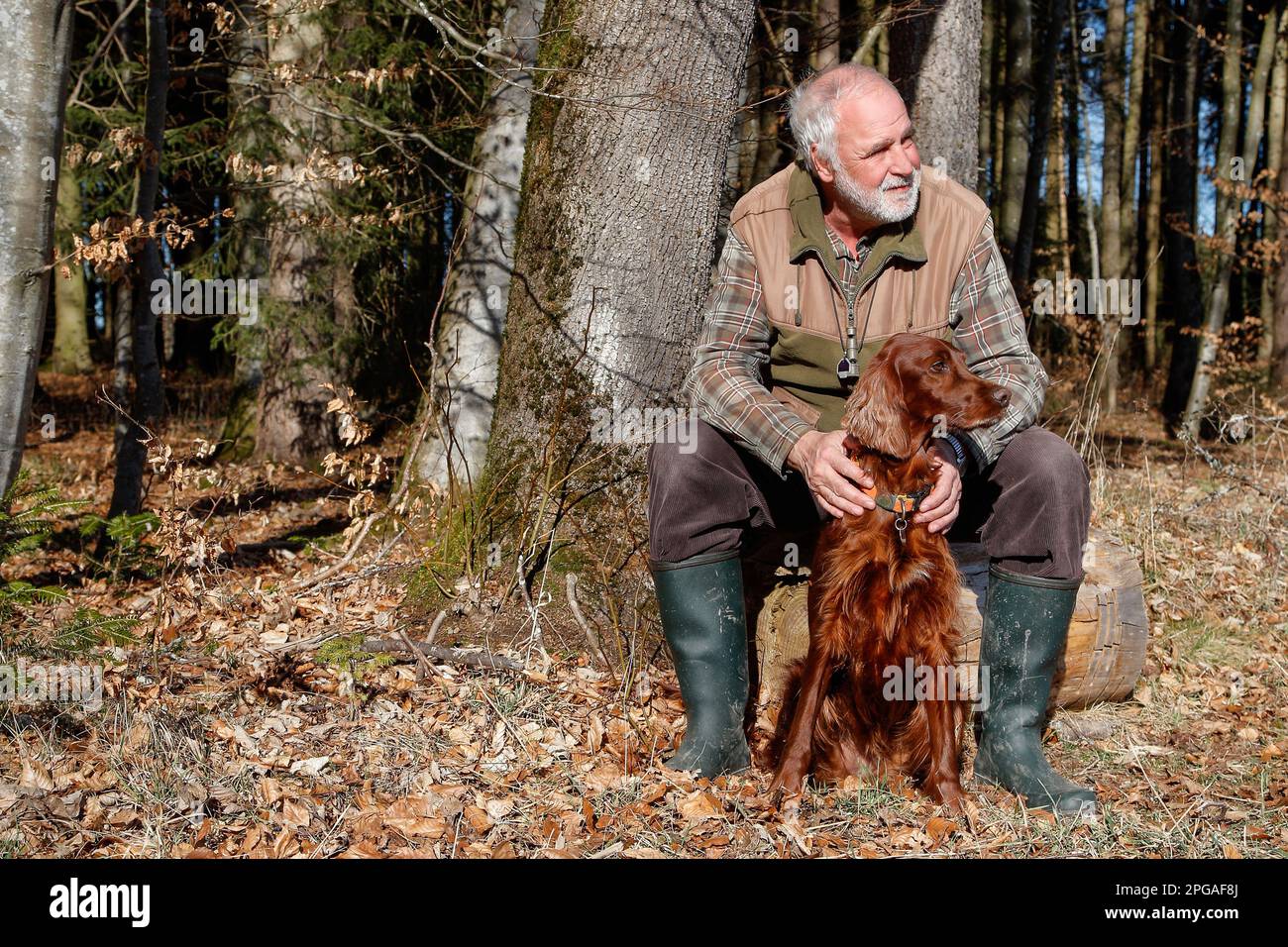 Relaxation, elderly man sits in the sun at the edge of the forest with his beautiful Irish Setter hunting dog, enjoying the spring-like February after Stock Photo