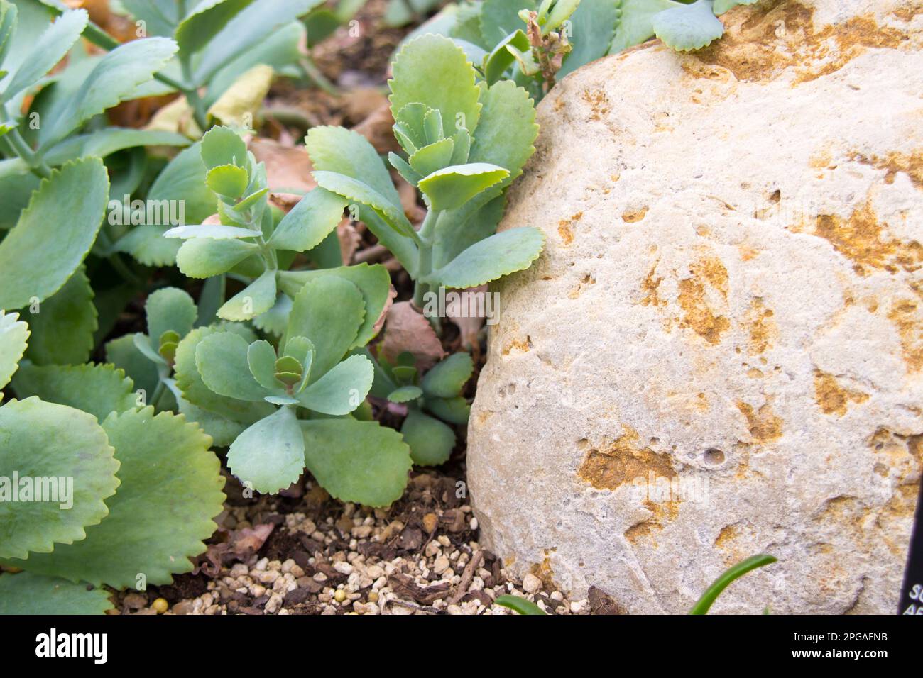 Kalanchoe Somaliensis rare succulent growing next to rock Stock Photo