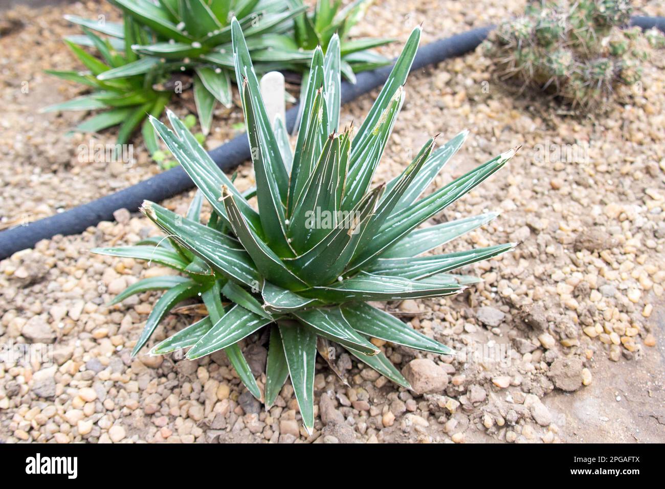 Agave victoriae-reginae, the Queen Victoria agave or royal agave Stock Photo