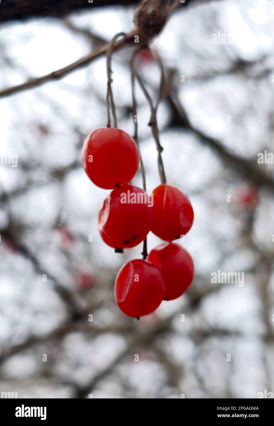 Coral viburnum or Viburnum opulus, branches without leaves, red fruit. Red berries of viburnum after winter on a blurred background. Spring season. Stock Photo