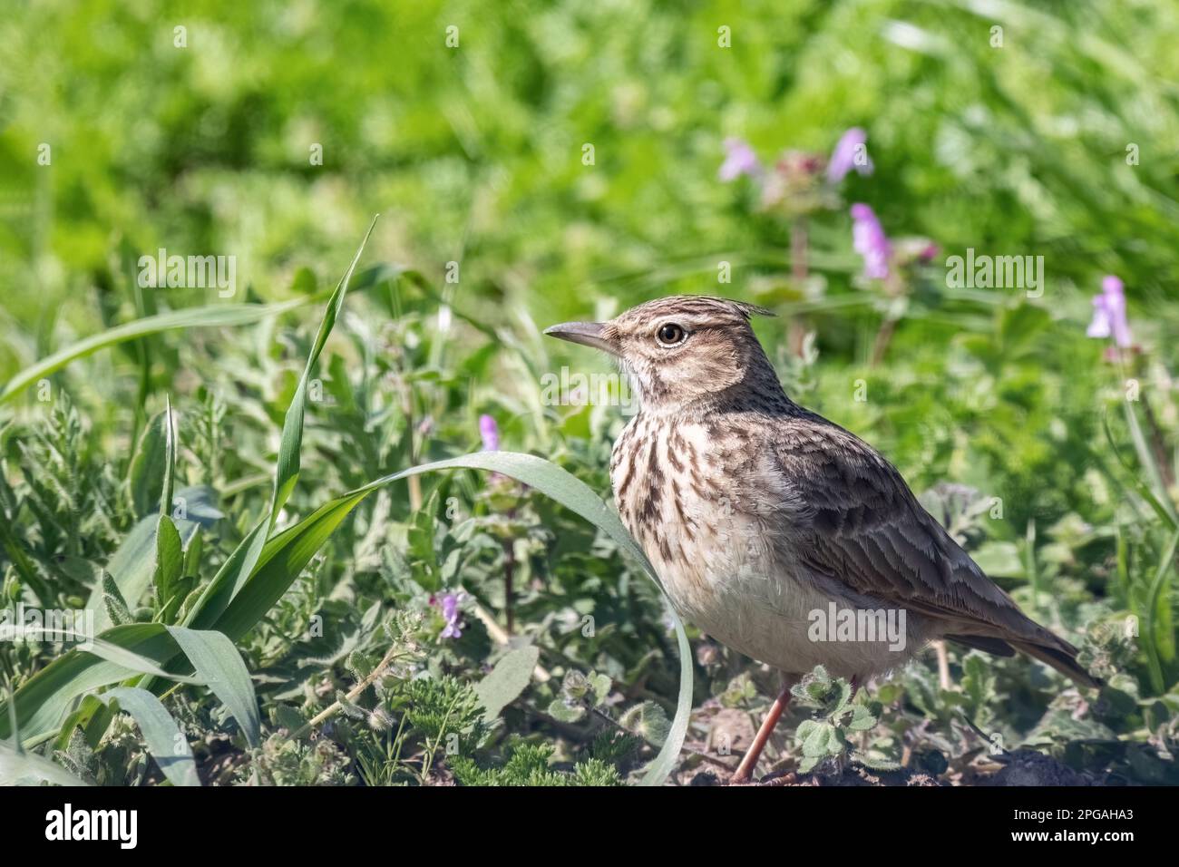 The crested lark or Galerida cristata common small grey brown bird on ...
