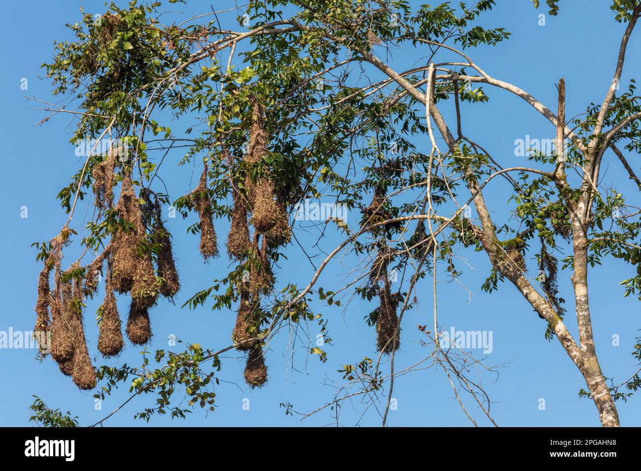 Tortuguero National Park, Costa Rica - Nests of Montezuma oropendola (Psarocolius montezuma). Stock Photo