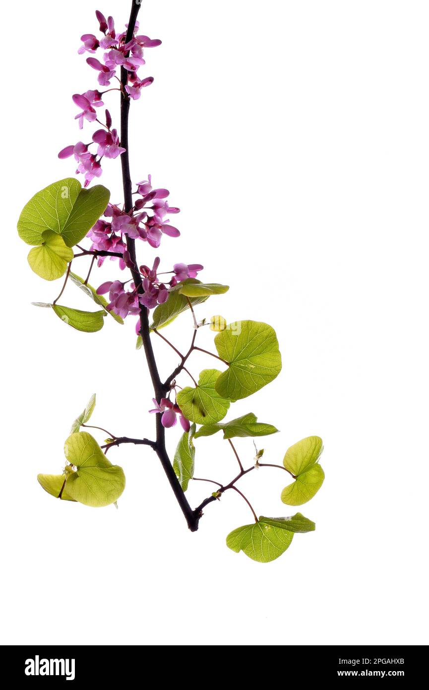 purple lilac flowers in spring isolated on white background Stock Photo ...