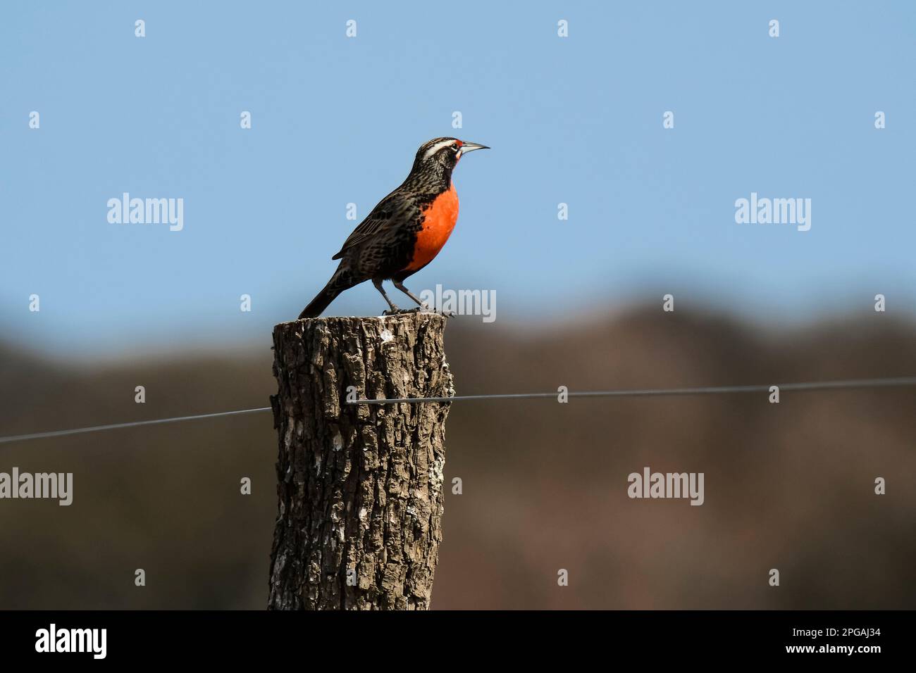 Long-tailed Meadow-lark , La Pampa Province, Patagonia, Argentina. Stock Photo