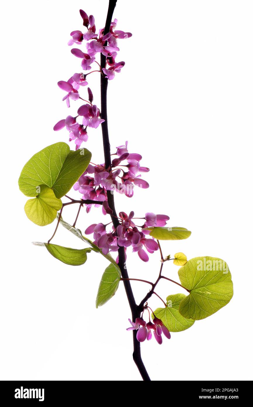 purple lilac flowers in spring isolated on white background Stock Photo ...