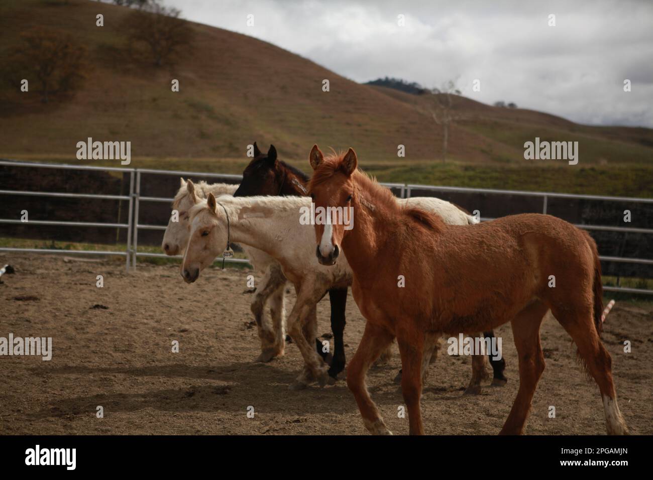 Wild horses (mustangs) in a corral, California. These mustangs are from