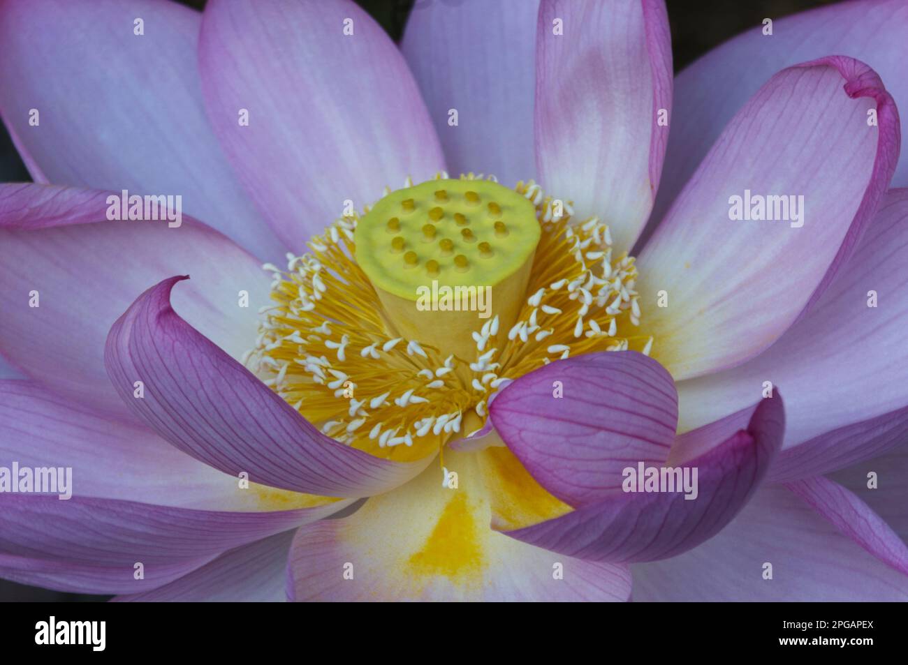 Electric purple lotus flower in full bloom with bright yellow pistils