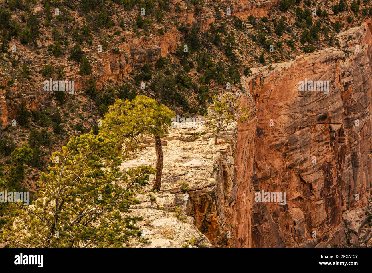 Grand Canyon National Park in Arizona, USA. South Rim of the Grand Canyon National Park Stock Photo