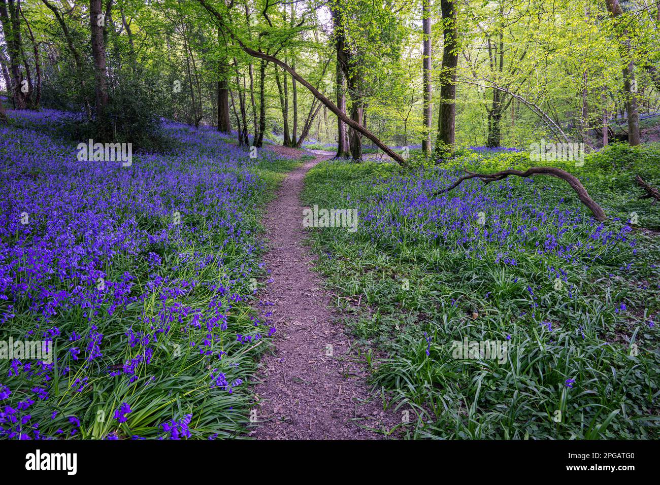 Carpet of English bluebells or Hyacinthoides non-scripta in woodland in spring, East Sussex, England Stock Photo