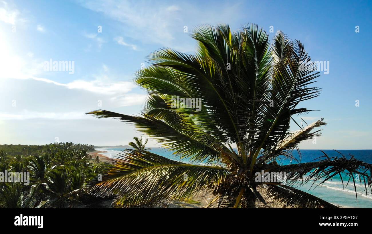 Uninhabited or desert island with palm trees with ocean on background. Uninhabited island with an idyllic lagoon in a tropical ocean climate. Palm trees on ocean coast near beach. Palm tree close up. Stock Photo