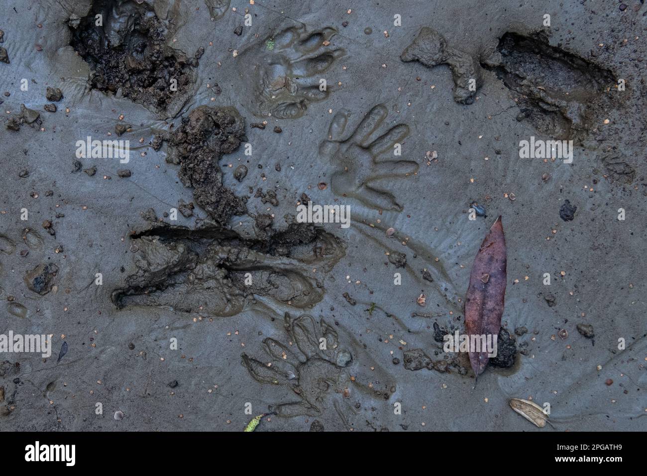 The tracks of multiple wildlife species in California, footprints of