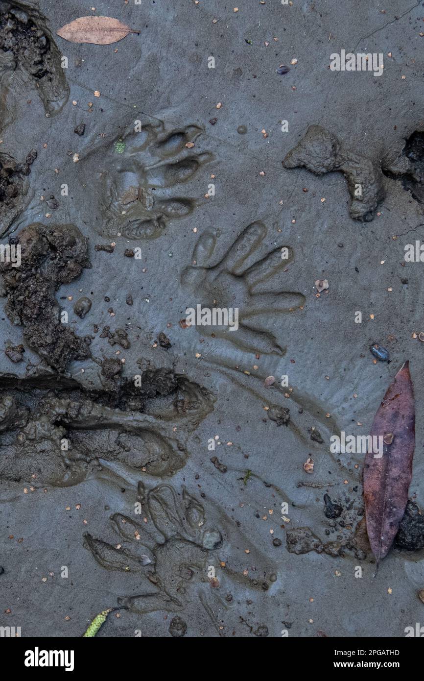 The tracks of multiple wildlife species in California, footprints of