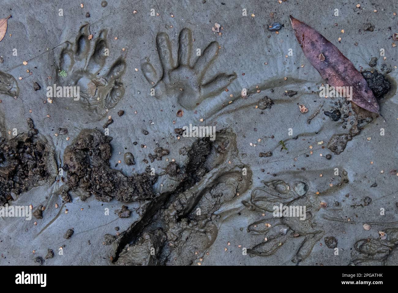 The tracks of multiple wildlife species in California, footprints of raccoon and deer in mud. Stock Photo