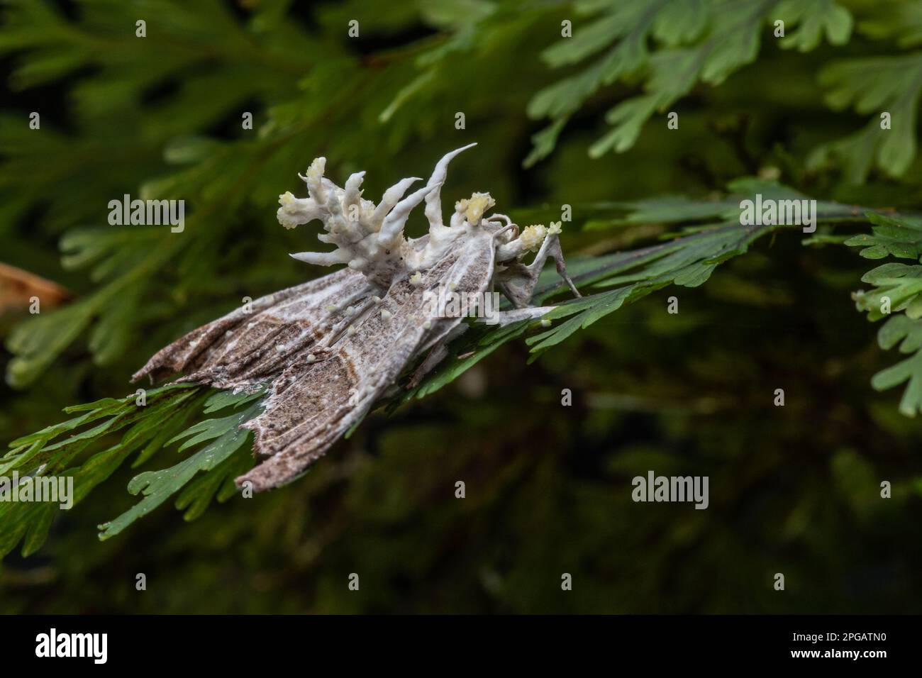 A cordyceps moth killed by an entomopathogenic fungus in Fiordland National park, Aotearoa New Zealand. Stock Photo