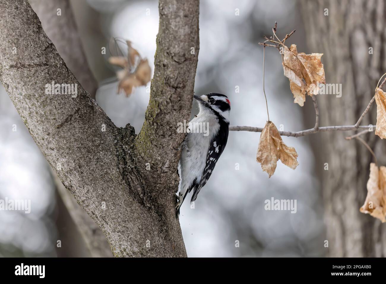 The downywoodpecker (Dryobates pubescens) The smallest woodpecker in