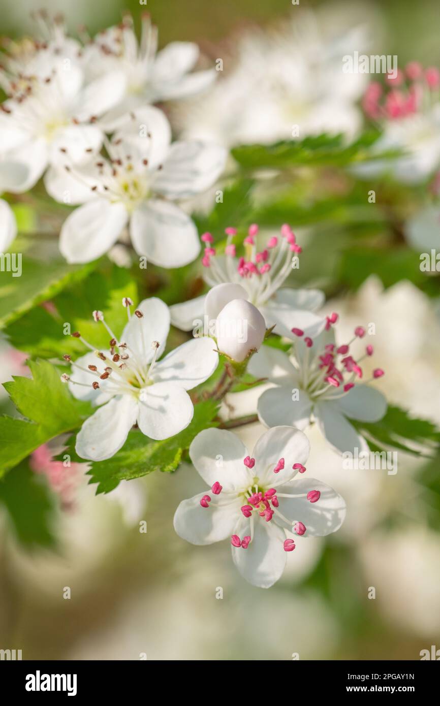 Parsleyleaf hawthorn hires stock photography and images Alamy