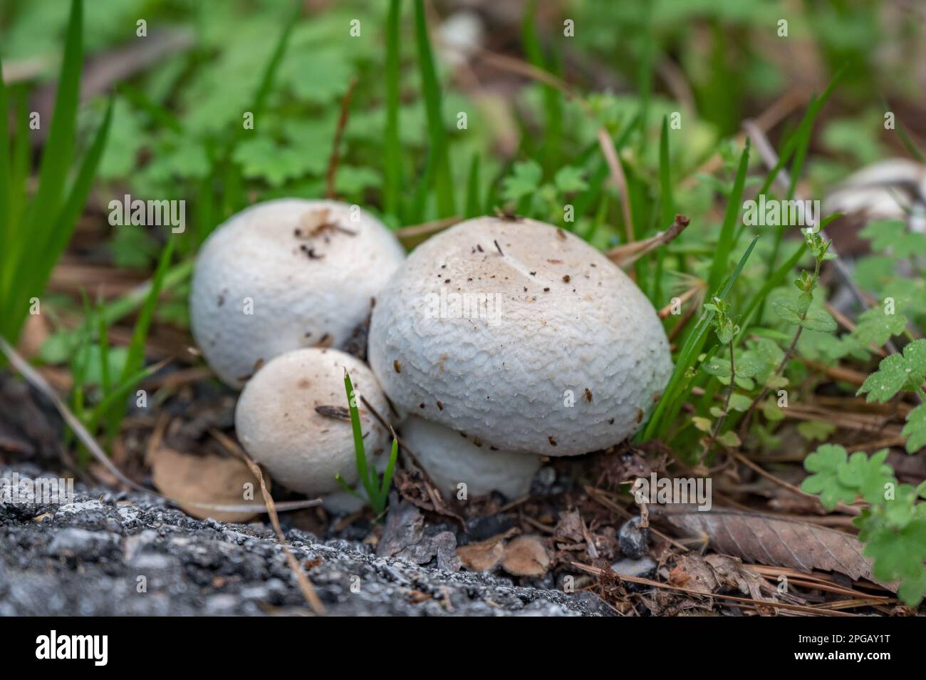 Three Agaricus mushrooms growing next to an asphalt walking path in the forest. Stock Photo