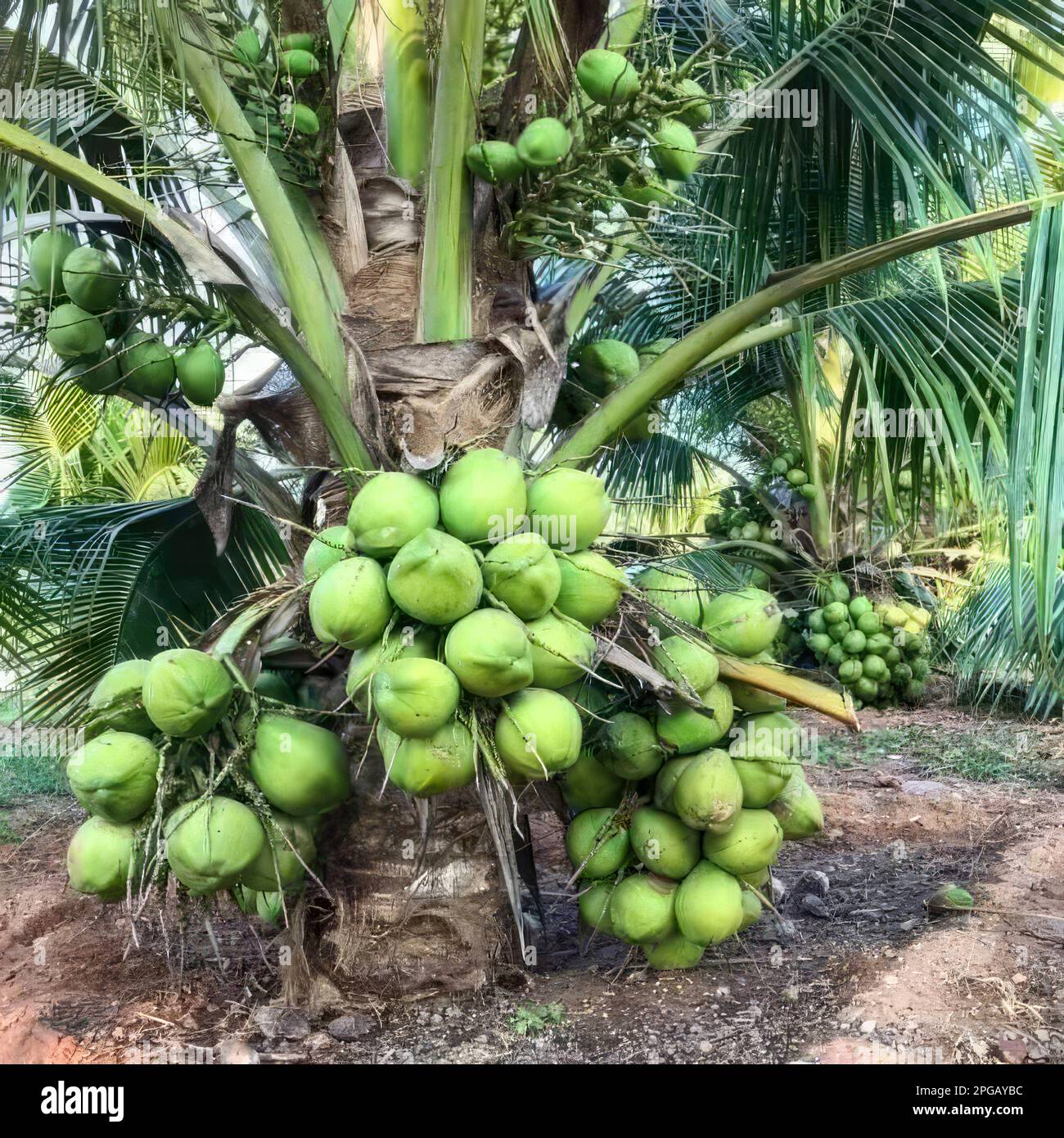A pile of coconuts on a dwarf variety of coconut palm. Coconut harvest