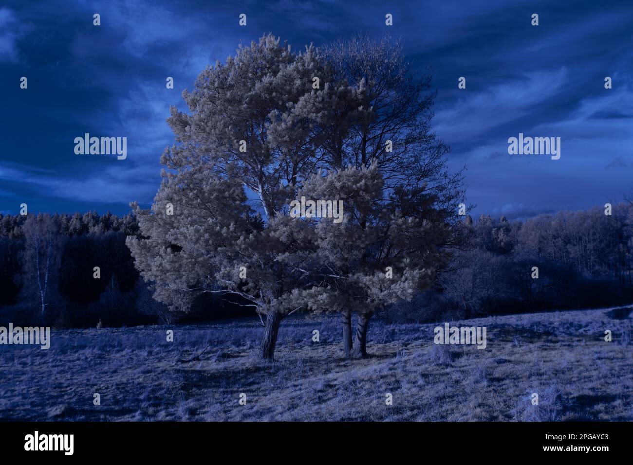 Infrared 720nm landscape with glowing white vegetation, surreal ...