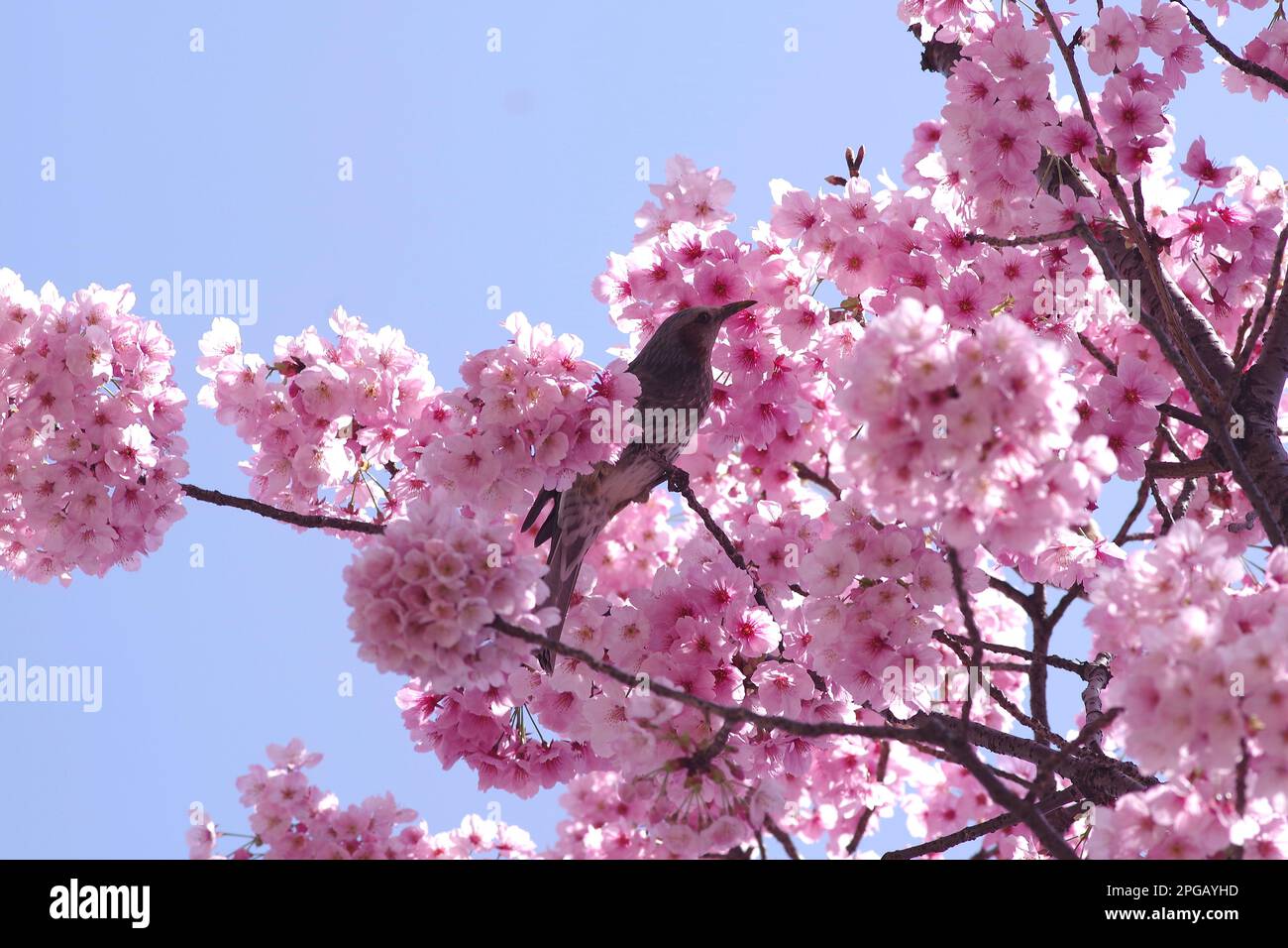 Bird and Cherry Blossoms Stock Photo